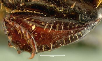 Media type: image;   Entomology 6915 Aspect: front tibia